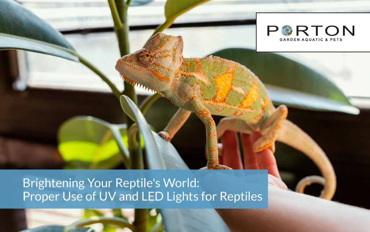 Brightening Your Reptile's World: Proper Use of UV and LED Lights for Reptiles