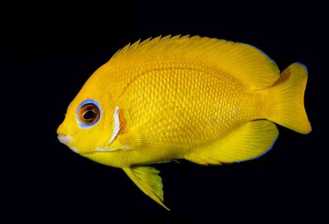 Lemonpeel Angel (Centropyge flavissima) Lemonpeel Angel (Centropyge flavissima)