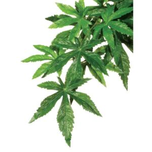 Exo Terra Hanging Rainforest Plant Abutilon Large