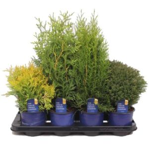 White Cedar 'Holmstrup' (Thuja occidentalis)