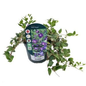 Lesser Periwinkle "Ralph Shugert" (Vinca minor) 2 Litre Pot