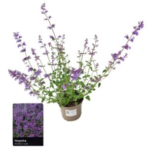 Catmint Walkers Low (Nepeta racemosa) 2 Litre pot