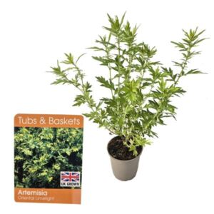Artemisia vulgaris Oriental Limelight V11 Pot