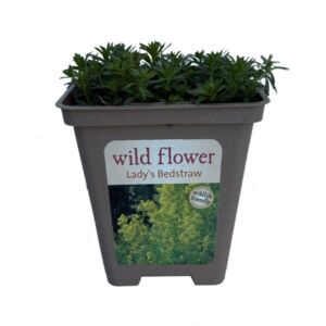 Ladys Bedstraw (Galium Verum) 9Cm Pot
