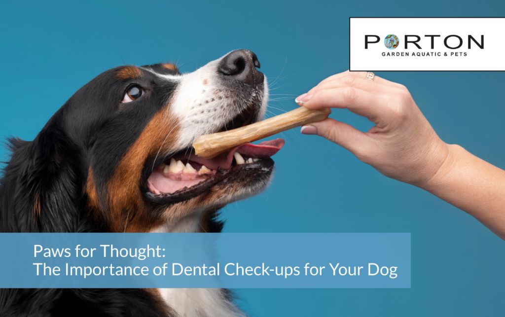 Paws for Thought: The Importance of Dental Check-ups for Your Dog