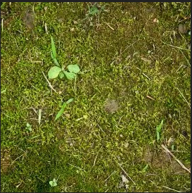 Lawn Care 28 Lawn Care