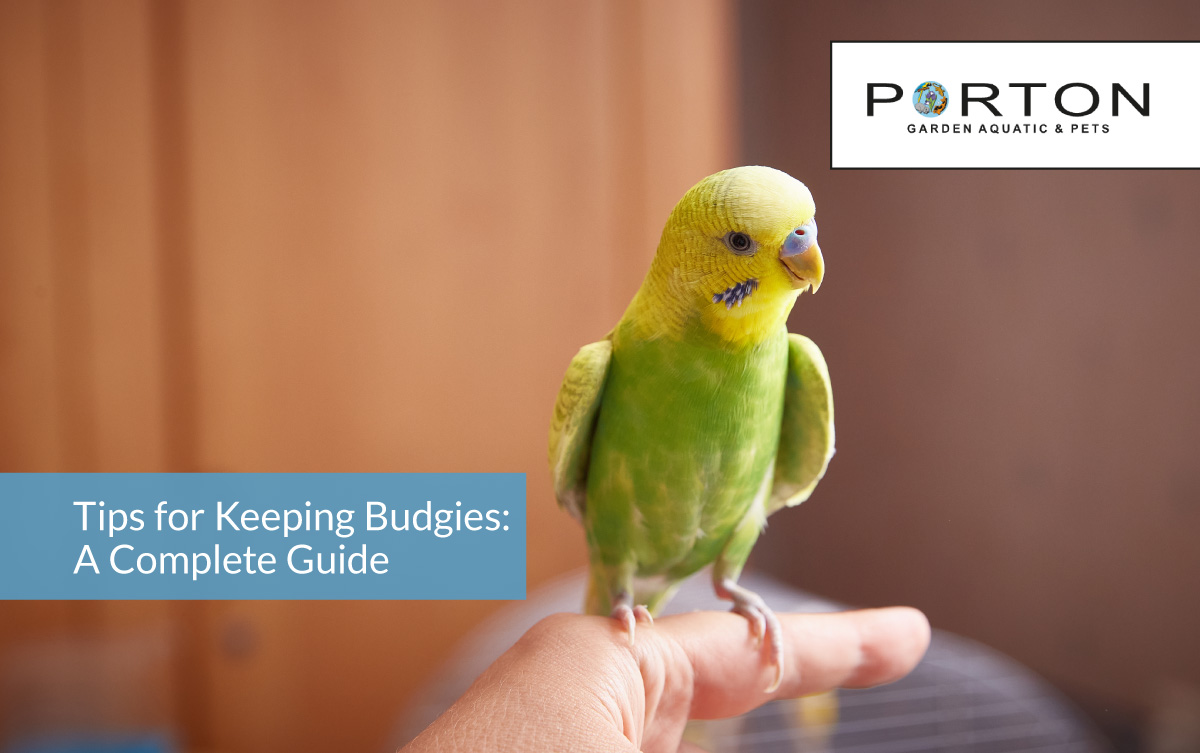 Tips for Keeping Budgies: A Complete Guide